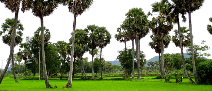 du lich,Miền Tây Ơi Sông Nước Cửu Long