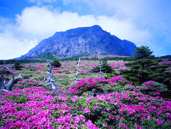 du lich,Seoul - Jeju